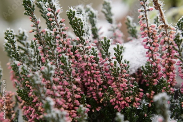 Obraz heidekraut im winter
