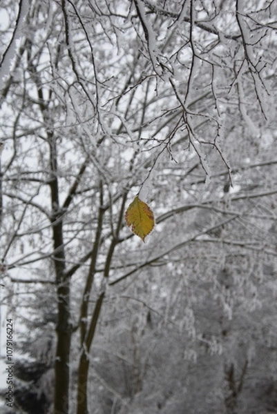 Obraz ein blatt an einem schneebedeckten baum