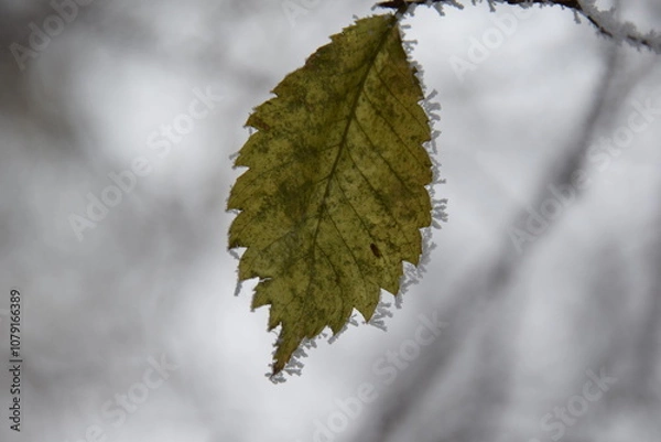 Obraz einzelnes eschenblatt im winter mit eiskristallen