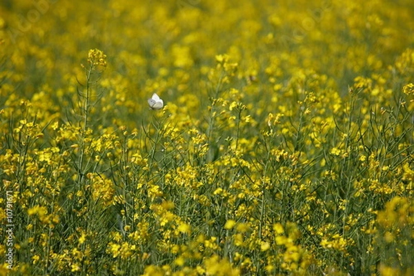 Fototapeta Rape field and butterfly