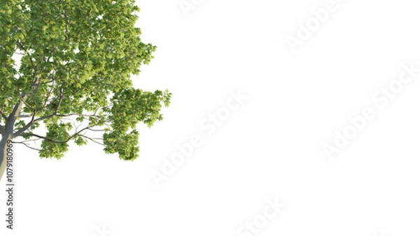 Fototapeta Acer tree corner 4k png cutout isolate