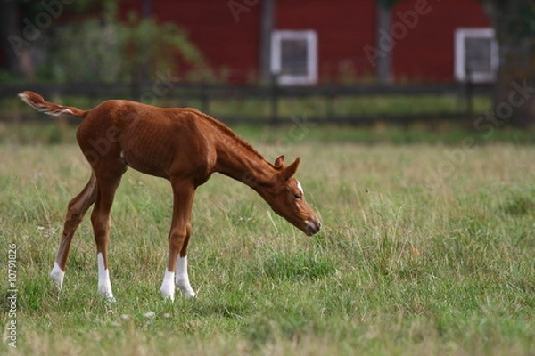 Fototapeta Foal