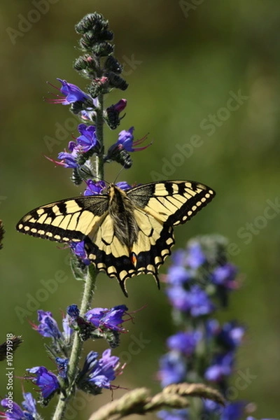 Obraz Machaon butterfly