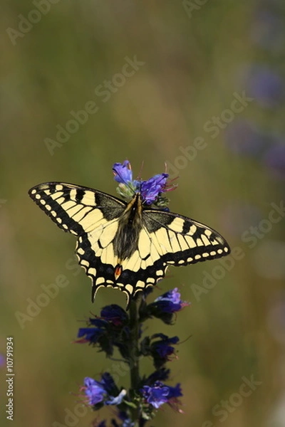 Obraz Machaon butterfly