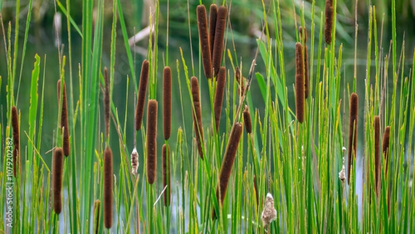 Fototapeta Broadleaf cattail (common bulrush) is blossoming