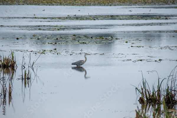 Fototapeta Héron cendré au lac du Der