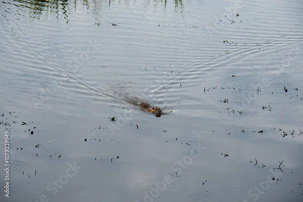 Fototapeta Ragondin au lac du Der