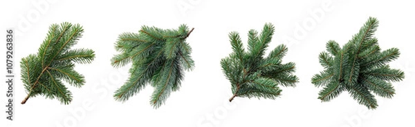 Fototapeta spruce branch Christmas set Isolated on transparent background, png.