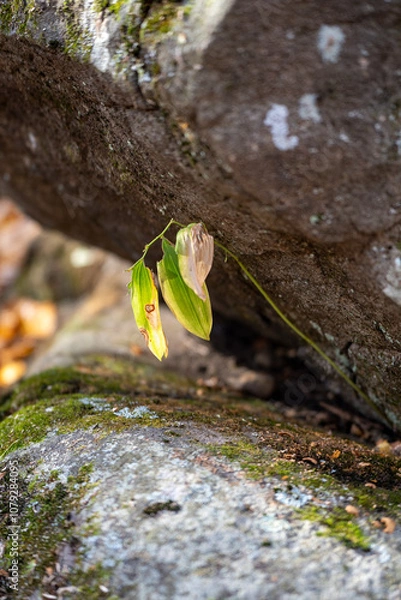 Obraz green moss on the rock