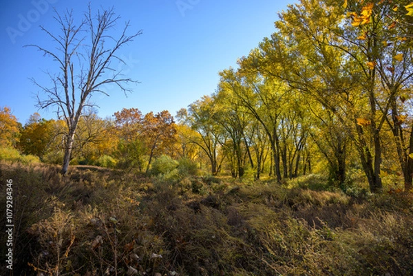 Obraz autumn trees in the forest