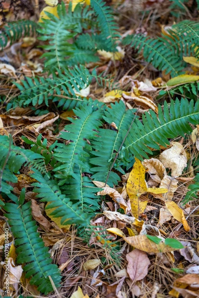 Obraz fern in the forest