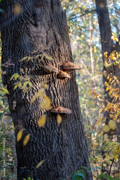 Obraz trunk of a tree