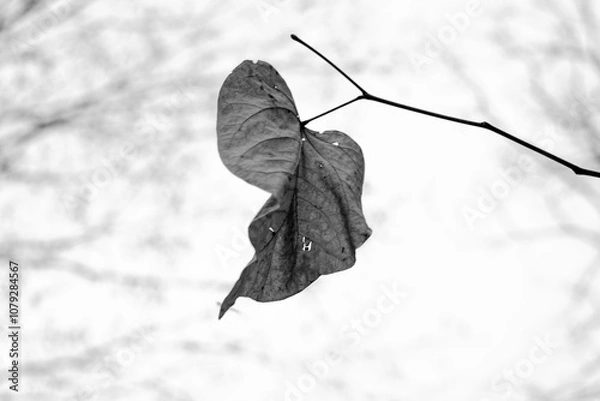 Fototapeta leaf in snow