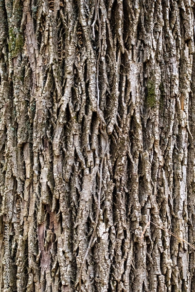 Obraz bark of a tree