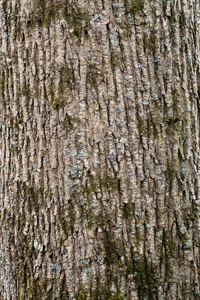 Obraz pine tree trunk