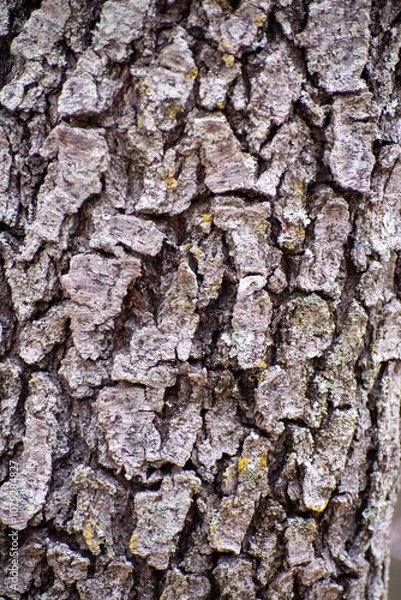 Obraz bark of a tree