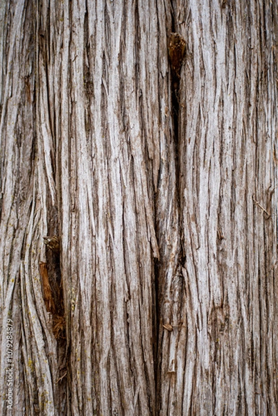 Obraz old wood texture