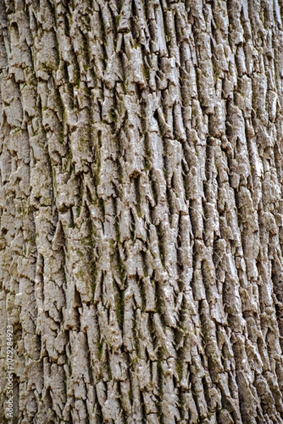 Obraz bark of a tree