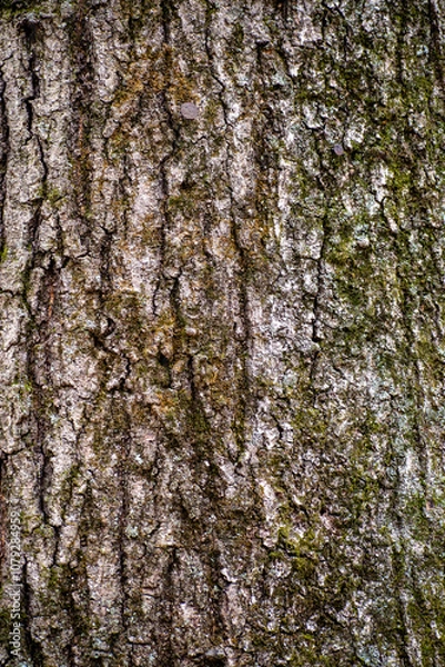 Obraz bark of a tree