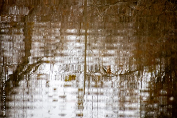 Obraz tree reflection in water