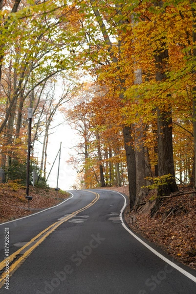 Obraz road in autumn forest