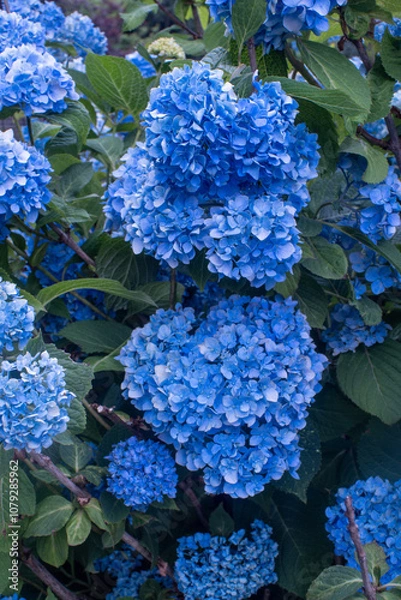 Obraz Blue Hydrangea 
