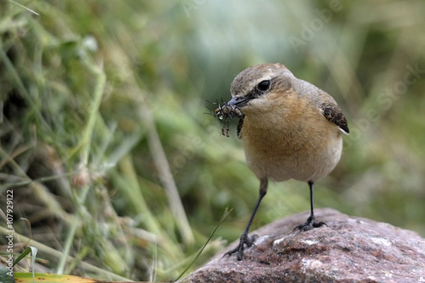 Obraz  bird Oenanthe