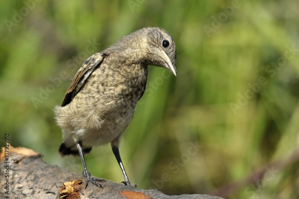 Obraz baby bird Oenanthe