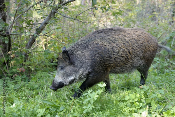 Obraz wild pig searching for food