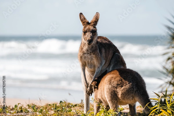 Obraz kangaroo at the beach
