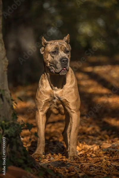 Obraz Cane corso