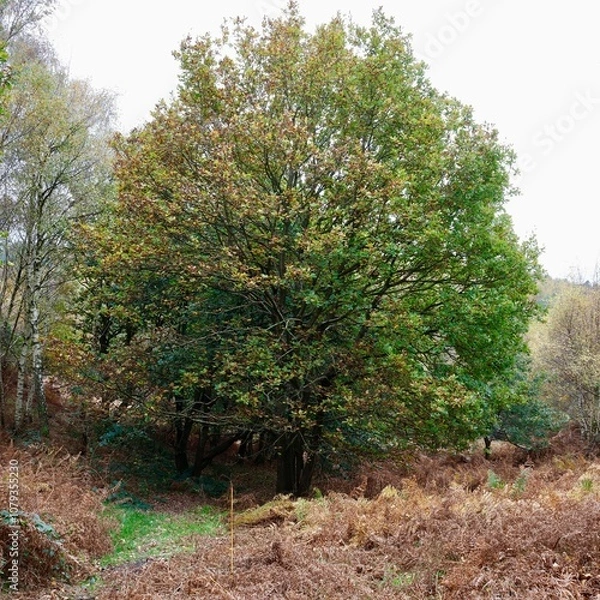 Fototapeta tree in the park