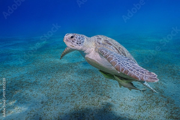 Fototapeta Green turtle, Red Sea, Egypt