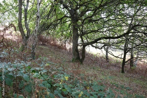 Fototapeta trees in the forest