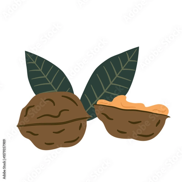 Fototapeta Hand drawn walnut vector illustration isolated on white background