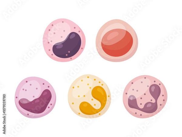 Fototapeta Vector set of white blood cells. Monocyte, Lymphocyte, Eosinophil, Neutrophil, Basophil.