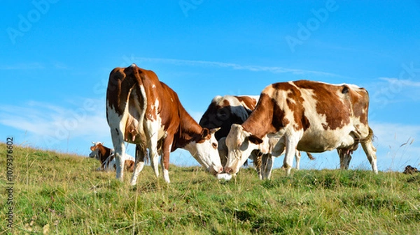 Fototapeta a herd of Montbeliarde cows licking a salt lick in the mountain pasture. Salt lick is a simple way to provide animals with a complement of mineral salts.