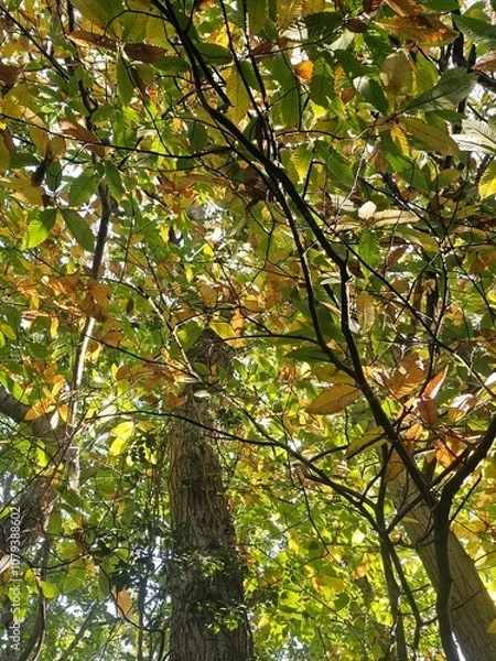 Obraz autumn colours of leaves on trees