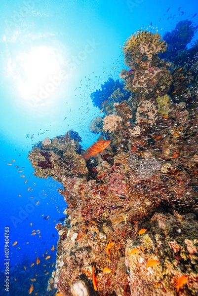 Fototapeta Reef, Marsa Mubarak, Egypt