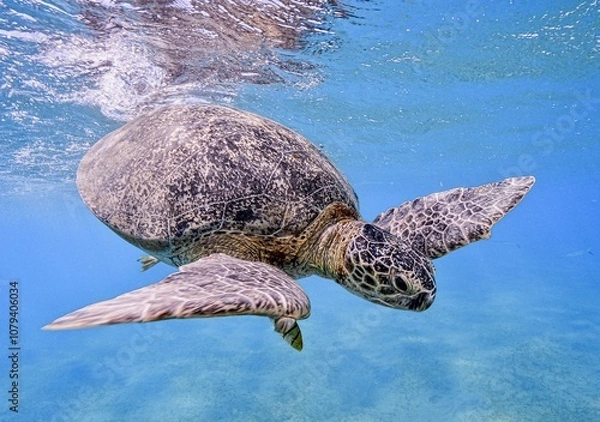 Fototapeta Green Sea Turtle (Chelonia mydas)