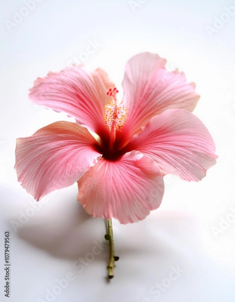 Fototapeta Fresh Hibiscus flower isolated white
