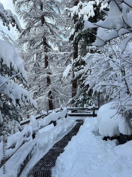 Obraz snow covered trees