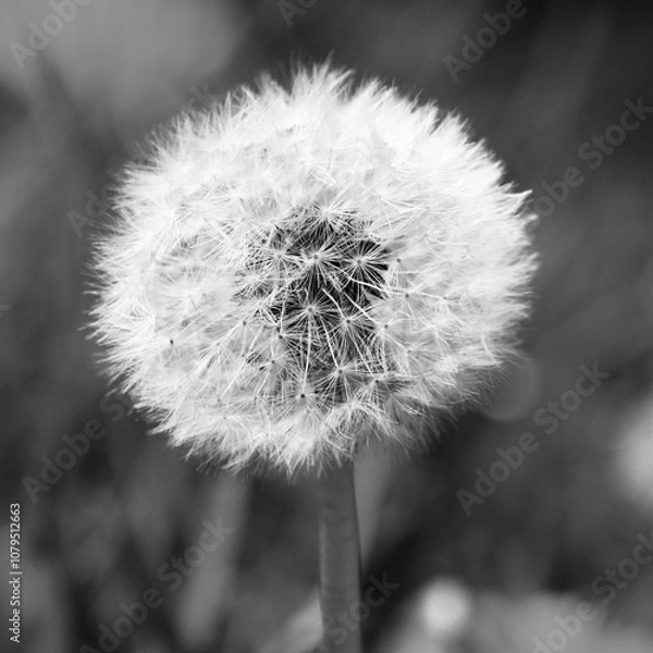Obraz Black and White Dandelion Close Up
