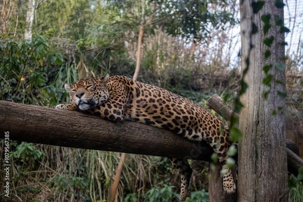 Obraz Onça pintada dormindo