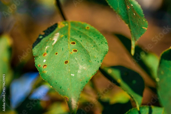 Fototapeta Aphids damaged leaf by pests and diseases. Aphidoidea colony damages trees in the garden by eating leaves. Dangerous pest of cultivated plants eating vegetable juice.