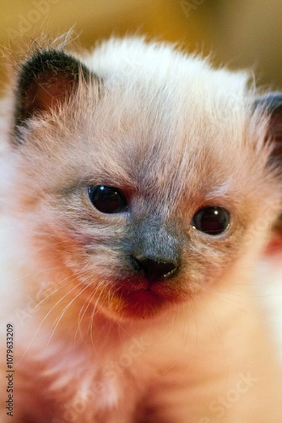 Fototapeta little kittens with beautiful eyes and soft hair are played at home with their beloved children. The tiny kitten is sleeping. Beautiful little kitty.