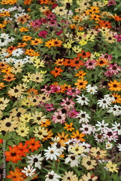 Fototapeta 뜰, 분홍, 네이처, 봄, 식물, 개화, 식물, 여름, 블로섬, 보라색, red, 개화, 꽃, 공원, 