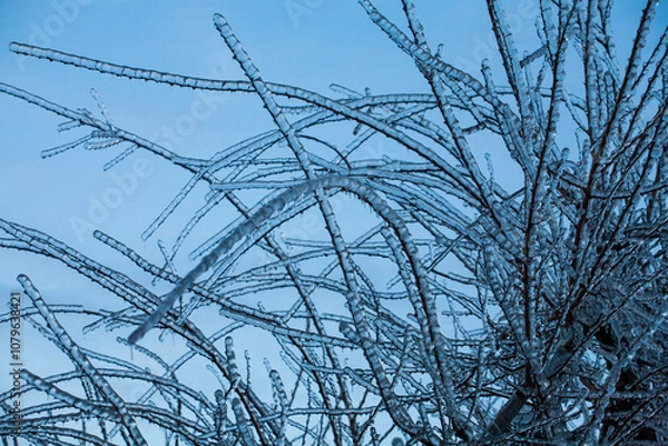Fototapeta Frosty Spruce Branches.Outdoor frost scene winter background. Beautiful tree Icing in the world of plants and sunrise sky. Frosty , snowy, scenic