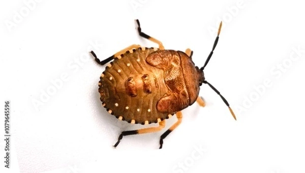 Fototapeta snail on a black background