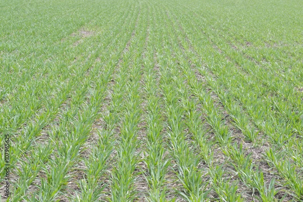Obraz Green field with plantings in early spring
